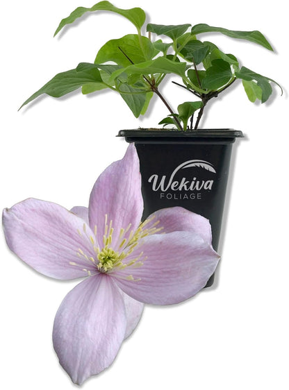 Clematis Montana Rubens - Live Starter Plants in 2 Inch Growers Pots - Starter Plants Ready for The Garden - Rare Clematis for Collectors