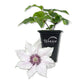 Clematis Snow Queen - Live Starter Plants in 2 Inch Growers Pots - Starter Plants Ready for The Garden - Rare Clematis for Collectors