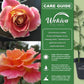 Calico Rose Bush - Live Starter Plants in 2 Inch Growers Pots - Beautifully Fragrant Heirloom Rose from Florida - A Versatile Beauty with a Rich Fragrance