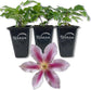 Clematis Piilu Little Duckling - Live Starter Plants in 2 Inch Growers Pots - Starter Plants Ready for The Garden - Beautiful Violet and Pink Flowering Vine