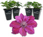 Clematis Picardy - Live Starter Plants in 2 Inch Growers Pots - Starter Plants Ready for The Garden - Rare Clematis for Collectors