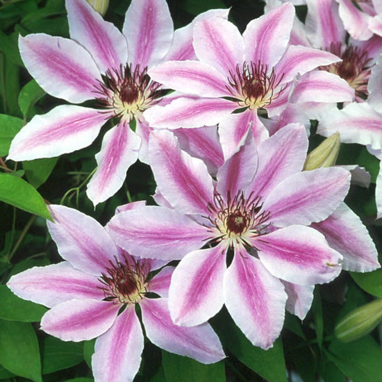 Clematis Nelly Moser - Live Plants in 4 Inch Growers Pots - Bold and Beautiful Starter Flowering Vine Ready for The Garden