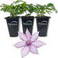 Clematis Giselle - Live Starter Plants in 2 Inch Growers Pots - Starter Plants Ready for The Garden - Rare Clematis for Collectors