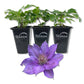 Clematis Bijou - Live Starter Plants in 2 Inch Growers Pots - Starter Plants Ready for The Garden - Rare Clematis for Collectors