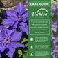 Clematis Lindsay - Live Starter Plants in 2 Inch Growers Pots - Starter Plants Ready for The Garden - Rare Clematis for Collectors