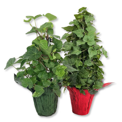 English Ivy Tree in Festive Holiday Cover 2-Pack - 2 Live Plants in 4 Inch Pots - Hedera Helix - Florist Quality - Beautiful Easy Care Indoor Air Purifying Topiary Houseplant Vine