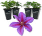 Clematis Mrs N Thompson - Live Starter Plants in 2 Inch Growers Pots - Starter Plants Ready for The Garden - Rare Clematis for Collectors