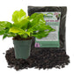 Philodendron Moonlight Soil Mix Combo - Live Plant in a 4 Inch Pot with 1 Quart HousePlant Soil Mix - Philodendron &