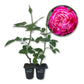 Louis Philippe Rose Bush - Live Starter Plants in 2 Inch Growers Pots - Beautifully Fragrant Florida Rose - A Versatile Heirloom Rose with a Rich Fragrance