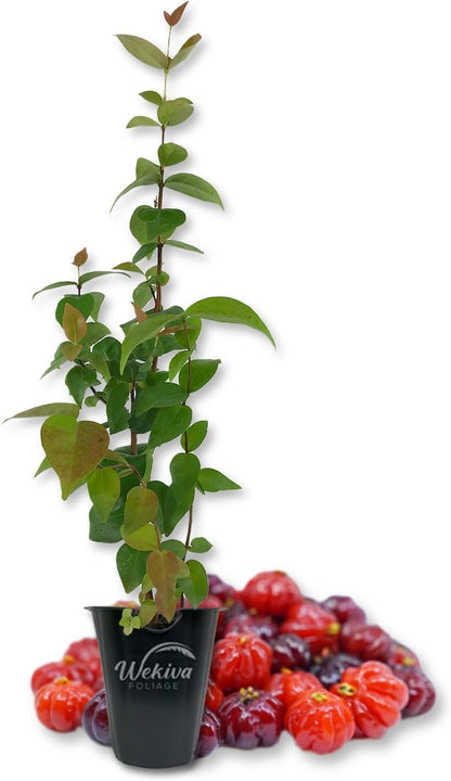 Suriname Cherry Plant - Live Tissue Culture Starter Plants - Eugenia Uniflora - Edible Fruit Bearing Tree for The Patio and Garden