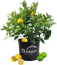 Cocktail Tree - Lemon and Lime - Live Plant in a 1 Gallon Pot - Florida Only - Cannot Ship Out of Florida - Beautiful Fruit Tree for Patio and Garden