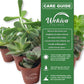 Succulent Variety Pack - 5 Live Starter Plants in 2 Inch Pots - Grower&