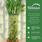 Lucky Indoor Bamboo Tornado - Live Plant - Ships Bare Root - Approx 10 Inch Tall Spiral Shaped Stalks - Air Purifying Feng-Shui Zen Garden Houseplants