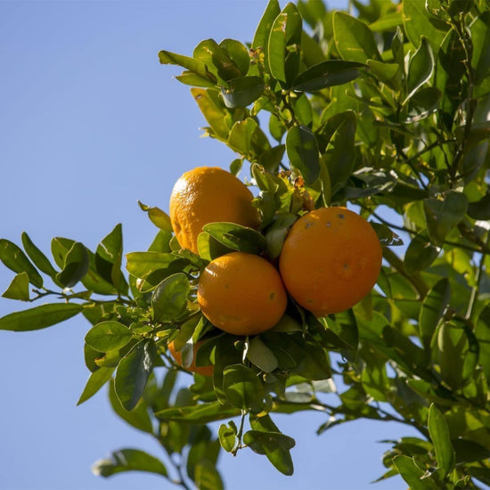 Navel Orange Tree - Live Plant in a 1 Gallon Pot - Florida Only - Cannot Ship Out of Florida - Beautiful Fruit Tree for Patio and Garden