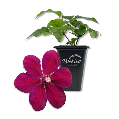 Clematis Westerplatte - Live Starter Plants in 2 Inch Growers Pots - Starter Plants Ready for The Garden - Beautiful Velvety Red Flowering Vine