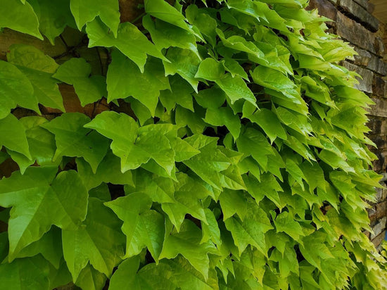 Boston Ivy - Live Starter Vines in 2 Inch Growers Pots - Parthenocissus Tricuspidata - Beautiful Easy Care Indoor Air Purifying Houseplant Vine