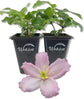 Clematis Montana Elizabeth - Live Starter Plants in 2 Inch Growers Pots - Starter Plants Ready for The Garden - Rare Clematis for Collectors