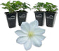 Clematis Lanuginosa Candida - Live Starter Plant in a 2 Inch Growers Pot - Starter Plants Ready for The Garden - Bold and Beautiful White Flowering Vine