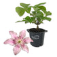 Clematis Pink Fantasy - Live Starter Plants in 2 Inch Growers Pots - Starter Plants Ready for The Garden - Beautiful Light Pink Flowering Vine