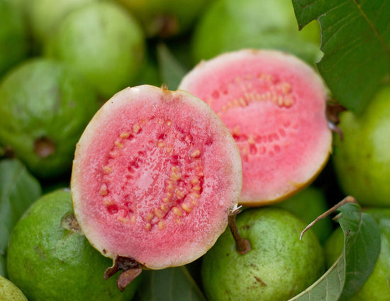 Pink Guava Tree - Live Plant in a 1 Gallon Pot - Psidium Guajava - Edible Fruit Bearing Tree