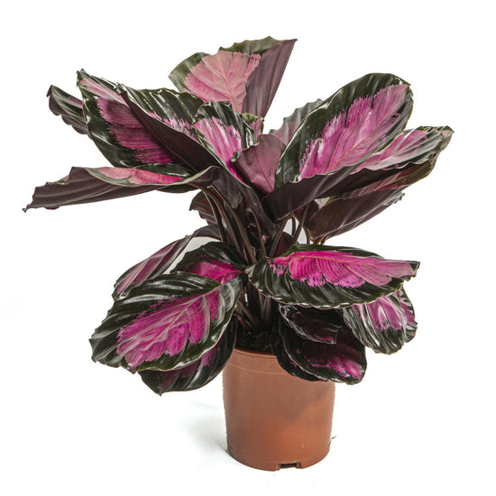 Calathea Rosy - Live Plants in 4 Inch Growers Pots - Calathea Roseopicta &