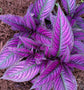 Persian Shield Plant in Moss Planter - Live Starter Plant in a 4 Inch Decorative Pot - Strobilanthes Dyerianus - Kokedama Moss Ball Planter