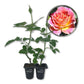 Calico Rose Bush - Live Starter Plants in 2 Inch Growers Pots - Beautifully Fragrant Heirloom Rose from Florida - A Versatile Beauty with a Rich Fragrance