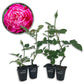 Louis Philippe Rose Bush - Live Starter Plants in 2 Inch Growers Pots - Beautifully Fragrant Florida Rose - A Versatile Heirloom Rose with a Rich Fragrance