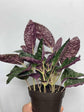 Purple Waffle Plant - Live Starter Plant in a 2 Inch Pot - Hemigraphis Alternata - Rare and Elegant Indoor Houseplant