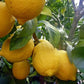 Ponderosa Lemon Tree - Live Plants in 1 Gallon Pots - Florida Only - Cannot Ship Out of Florida - Beautiful Fruit Tree for Patio and Garden