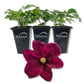 Clematis Warsaw - Live Starter Plants in 2 Inch Growers Pots - Starter Plants Ready for The Garden - Beautiful Red Purple Flowering Vine