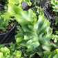 Nicholas Diamond Fern - Live Plants in 4 Inch Grower&