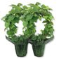 English Ivy Hoop in Festive Holiday Cover 2-Pack - 2 Live Plants in 4 Inch Pots - Hedera Helix - Florist Quality - Beautiful Easy Care Indoor Air Purifying Topiary Houseplant Vine