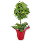 English Ivy Globe in Festive Holiday Cover - Live Plant in a 4 Inch Pot - Hedera Helix - Florist Quality - Beautiful Easy Care Indoor Air Purifying Topiary Houseplant Vine