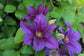 Clematis Reiman - Live Starter Plants in 2 Inch Growers Pots - Starter Plants Ready for The Garden - Beautiful Blue Purple Flowering Vine