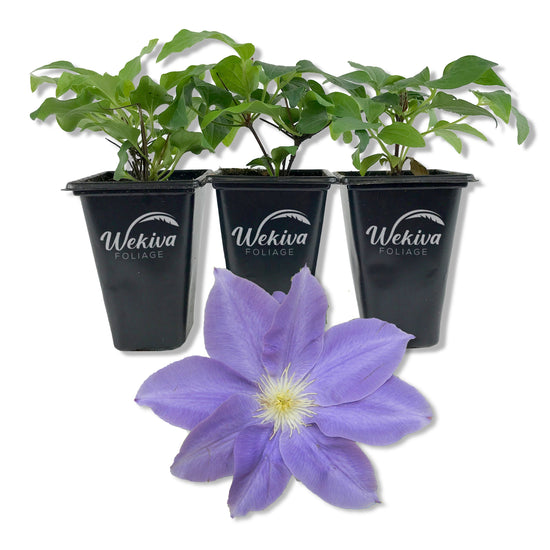 Clematis Diana&