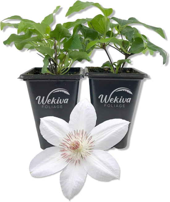 Clematis Henryi - Live Starter Plants in 2 Inch Growers Pots - Starter Plants Ready for The Garden - Beautiful White Flowering Vine