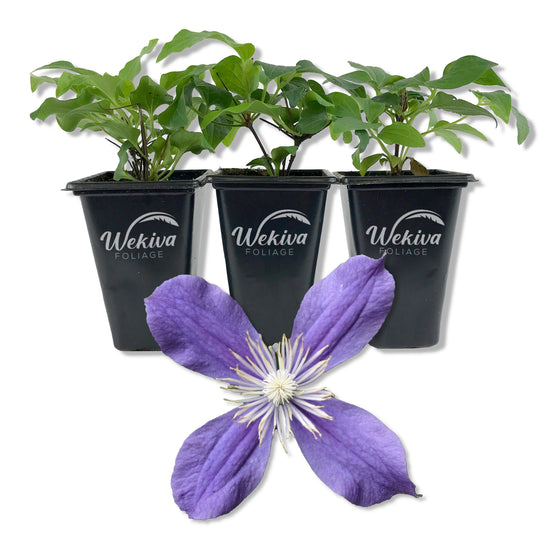 Clematis Arabella - Live Starter Plants in 2 Inch Growers Pots - Starter Plants Ready for The Garden - Rare Clematis for Collectors