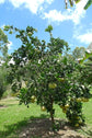 Hirado Butan Pummelo Grapefruit Tree - 2-3 Feet Tall - Live Plant in a 5 Gallon Pot - Florida Only - Cannot Ship Out of Florida - Beautiful Fruit Tree for Patio and Garden