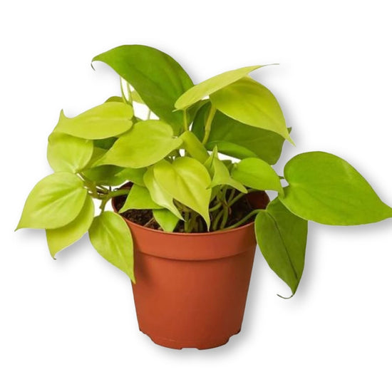 Lemon Philodendron - Live Plant in a 6 Inch Pot - Philodendron Erubescens - Rare and Beautiful Indoor Houseplant - an Exotic Tropical Masterpiece