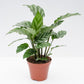 Calathea Freddie - Live Plants in 4 Inch Growers Pots - Calathea Concinna &