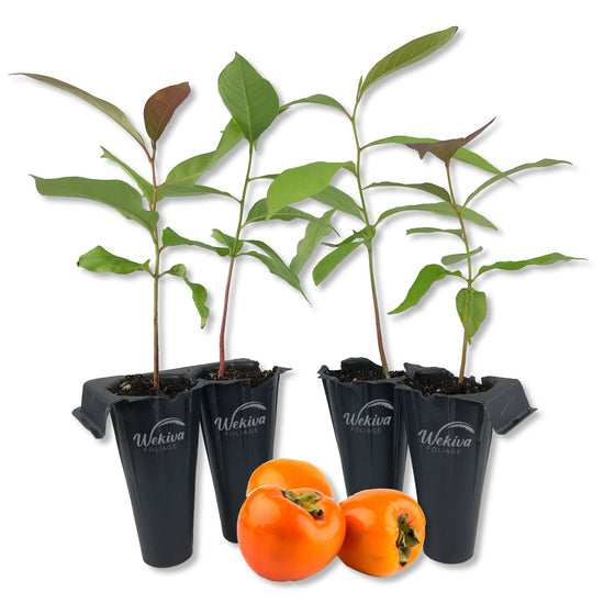 Persimmon Tree - Live Starter Plants in 2 Inch Growers Pots - Diospyros Virginiana - Delicious Fruit Tree for Your Edible Garden