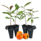 Persimmon Tree - Live Starter Plants in 2 Inch Growers Pots - Diospyros Virginiana - Delicious Fruit Tree for Your Edible Garden