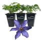 Clematis Sapphire Indigo - Live Starter Plants in 2 Inch Growers Pots - Starter Plants Ready for The Garden - Rare Clematis for Collectors