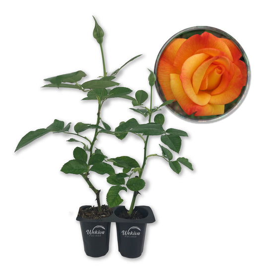 Rio Samba Rose Bush - Live Starter Plants in 2 Inch Pots - Beautifully Fragrant Heirloom Rose from Florida - A Versatile Beauty with a Rich Fragrance