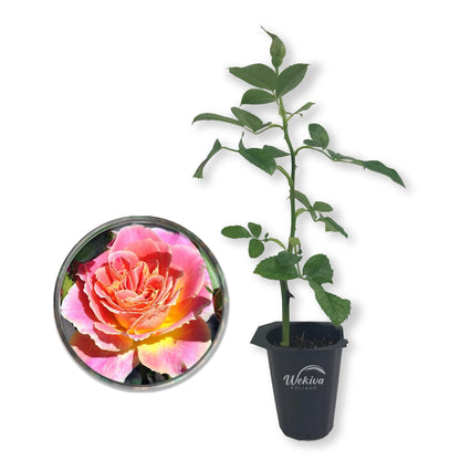 Calico Rose Bush - Live Starter Plants in 2 Inch Growers Pots - Beautifully Fragrant Heirloom Rose from Florida - A Versatile Beauty with a Rich Fragrance