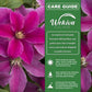 Clematis Acropolis - Live Starter Plants in 2 Inch Growers Pots - Starter Plants Ready for The Garden - Bold and Beautiful Dark Pink Flowering Vine