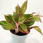 Aglaonema Firecracker - Live Plant in an 8 Inch Growers Pot - Aglaonema Siam Aurora - Beautiful Indoor Easy Care Air Purifying Plant