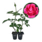 Grande Dame Rose Bush - Live Starter Plants in 2 Inch Growers Pots - Beautifully Fragrant Hybrid Tea Rose - A Versatile Beauty with a Rich Fragrance