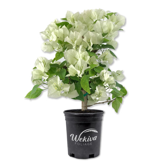 White Bougainvillea - Live Plant in a 6 Inch Pot - Bougainvillea Glabra - Beautiful Delicate Flowering Shrub for Your Indoor Outdoor Garden